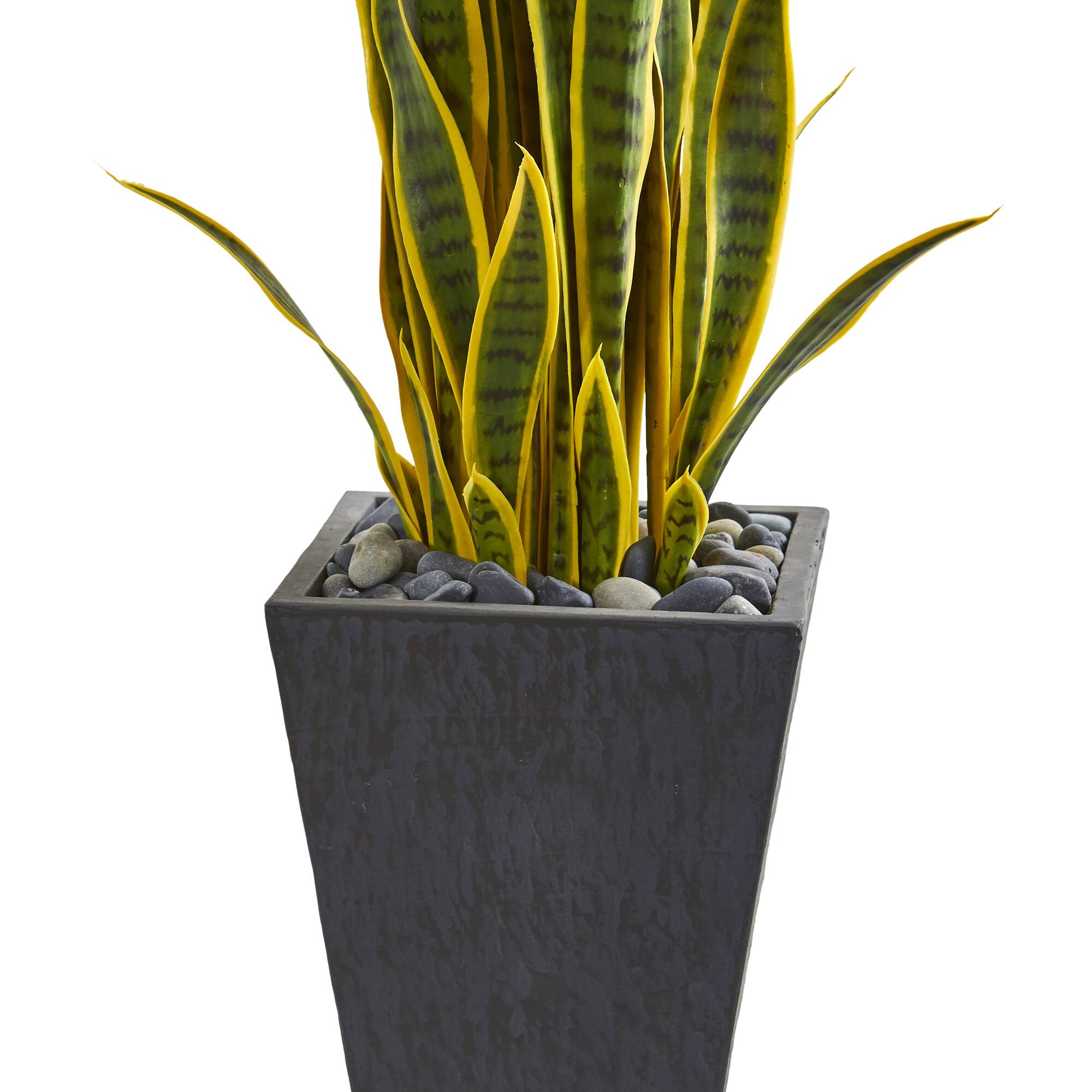 3.5ft. Snake Plant in Slate Planter